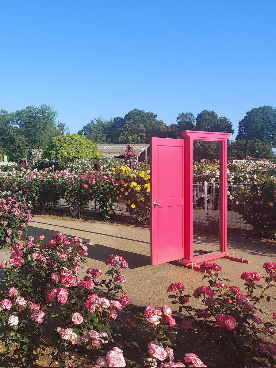 33heineken's tweet photo. バラまつり

伊奈町制施行記念公園 
(埼玉県伊奈町)

2026/05/15

スマホ写真

#伊奈町制施行記念公園 #伊奈バラ園 #薔薇 #花 #観光 #写真で伝えたい私の世界 #flowers #roses https://t.co/guwVenFaTj