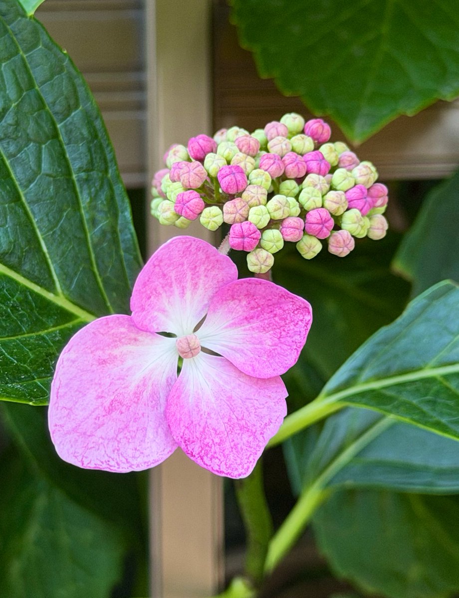 deepbiue55's tweet photo. お気に入りの紫陽花の咲くところ。

#素敵な紫陽花の咲くところ 2026.7.08
#北海道札幌市 https://t.co/zknT7dWxCo