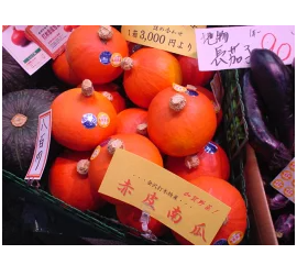 vege_fru's tweet photo. パンサー尾形さまご来店
地域特有の野菜はありますか？と聞かれたので
加賀野菜　打木赤皮甘栗南瓜を紹介させていただいた https://t.co/xxr05Jvle0