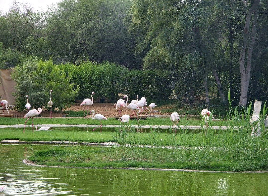 AAnagha197's tweet photo. Today's Photo Challenge: LARGE BIRDS
Quote it or Share it ๐
Flamingos ๐ฆฉ
#PhotoChallenge #LargeBirds #BirdPhotography https://t.co/iyxGowiWo6