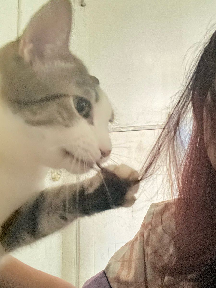 luvforpaw's tweet photo. “diam kabu mawuu dicreambath tdk c,,”
“gmw,,” https://t.co/41tumadnHB