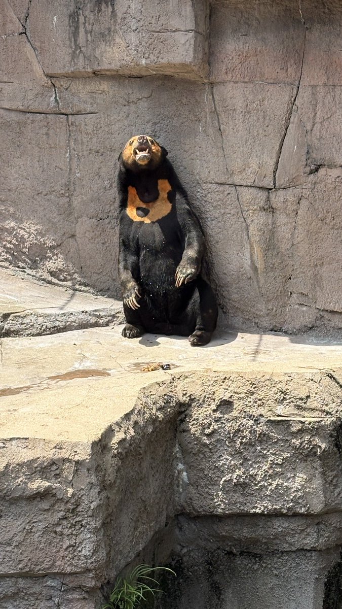 ichi_slave's tweet photo. こ、これは~!?…ふふふ🤭
#天王寺動物園 #マレーグマ
#マーサ #sunbear https://t.co/3avCRftcKP