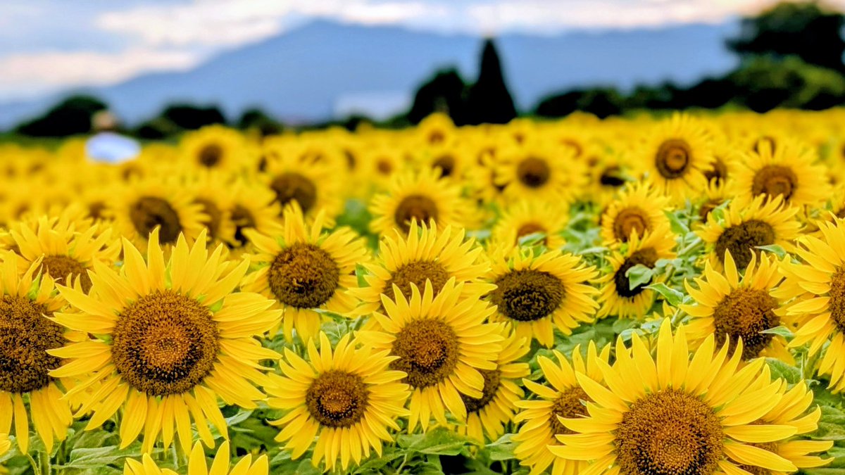 座間のひまわり🌻