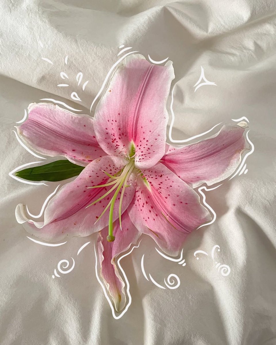 Daisyaurax's tweet photo. Lilies are my favorite <33 https://t.co/kzMvxbsQhg