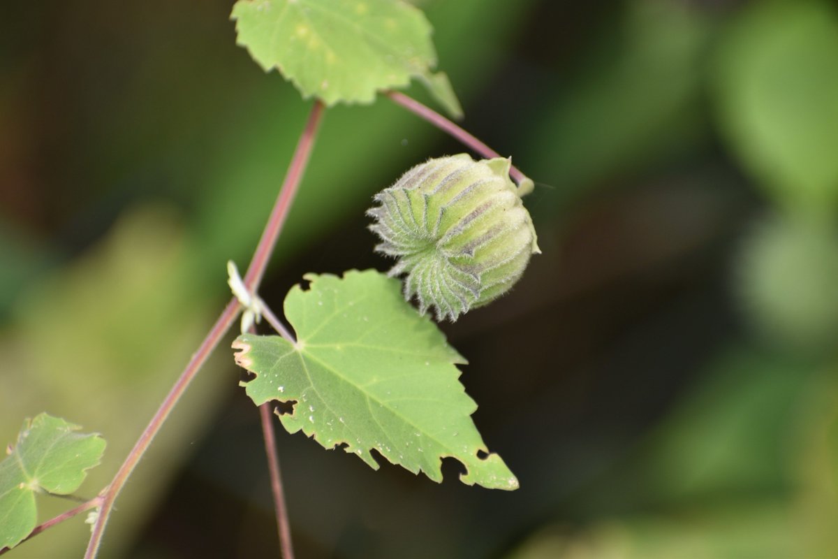 BiotechSanjeet's tweet photo. Know your #medicinal #plant from #Odisha
Abutilon indicum (L.) Sweet
Local name: Pedi-pedika
Leaves are used as a #demulcent and #laxative.
#Medicinal #Leaves #Shrub #Odisha #Sanjeet https://t.co/PU8SgRTmY7