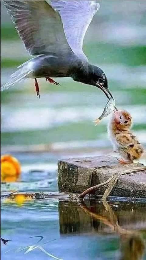 SadkYkselcm's tweet photo. Kibir ve Egolarla değil.!
Alçak gönüllü ve samimiyetle, ver !
*
Sabahınız hayrolsun Günaydın https://t.co/M8bafcPgmq