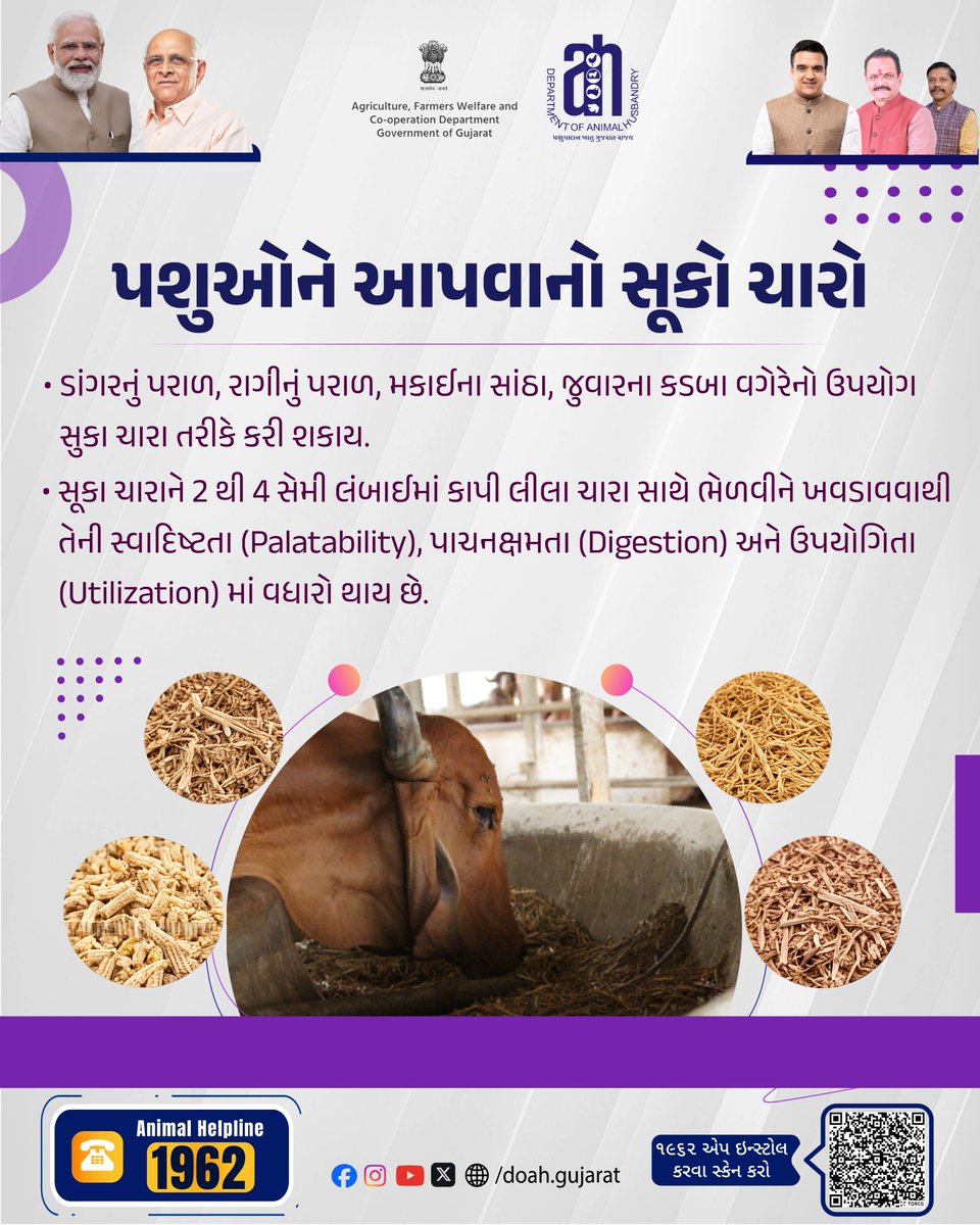 DoahGujarat's tweet photo. 🌾 સૂકા ચારાને 2-4 સેમી લંબાઈમાં કાપીને લીલા ચારા સાથે ભેળવીને ખવડાવો. 
🐄 તે ચારાની સ્વાદિષ્ટતા, પાચનક્ષમતા અને ઉપયોગિતા વધારવામાં મદદરૂપ બને છે.
.
.
.
#DryFodder #LivestockNutrition #CattleFeed #DairyFarming #AnimalHusbandry https://t.co/BP1eA2yMfC