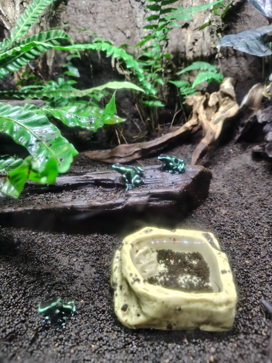 mgnizm's tweet photo. 推しおじと水族館を堪能したので僻地に帰ります　明日から……しごと……？なんですか？その「しごと」と言うのは？ https://t.co/DXhhozvHYM