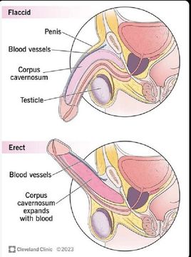 VargasKevi70887's tweet photo. 10 Hábitos Que Convierten a los Hombres con Baja Testosterona en Bestias de Alta Testosterona.

(Hazlos Todos los Días)

1. Come huevos (La Fábrica de T) https://t.co/Qgm96RlaVP