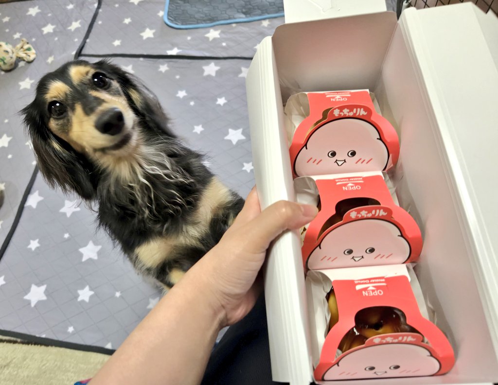 もっちゅりん買えた! 🐶にやり もっちゅりん買えた! 🐶にやり