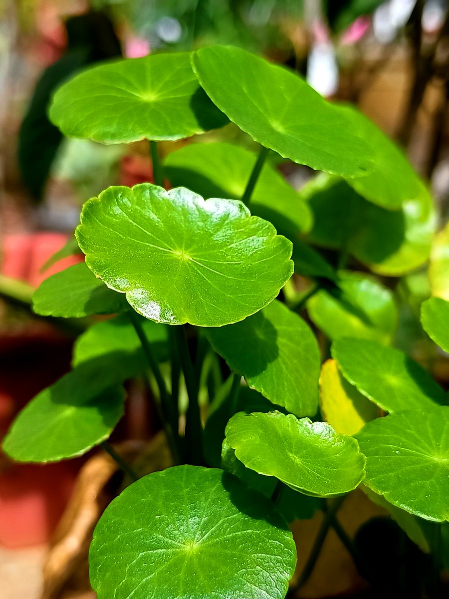 ElvisBrien's tweet photo. My tiny balcony is now a lush herb garden  – small changes = big joy! https://t.co/A5AVvhEluH