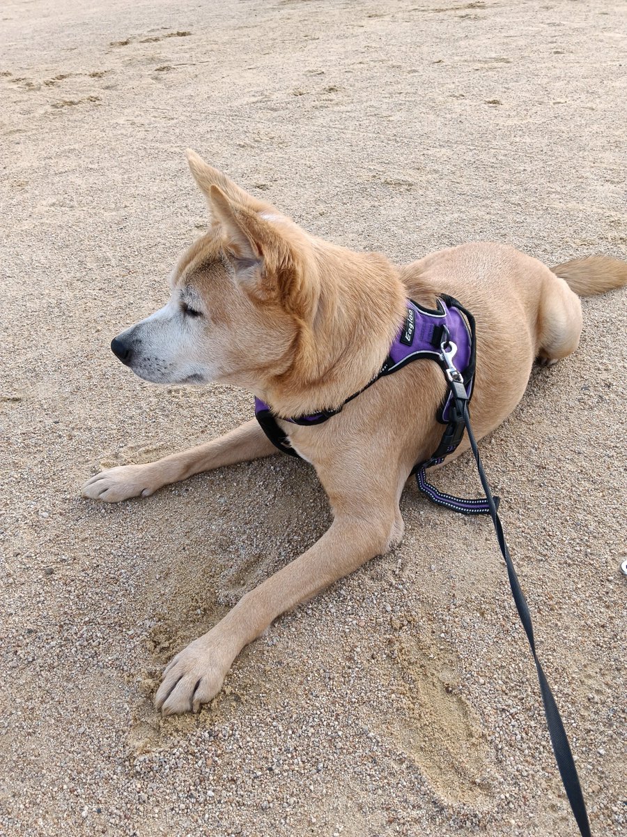 emiyan18's tweet photo. 今朝はとてもいい天気でした😊蝉が鳴いてた!!夏だ😅ワンと朝散歩🐕‍🦺気持ちいい空。穏やかに過ごす時間、満喫されておりました（笑）
#朝散歩　#犬のいる暮らし　#犬のいる生活　#犬がいるしあわせ　#公園　#穏やかな時間　#いい天気　#青空 https://t.co/K3za3SFl3S
