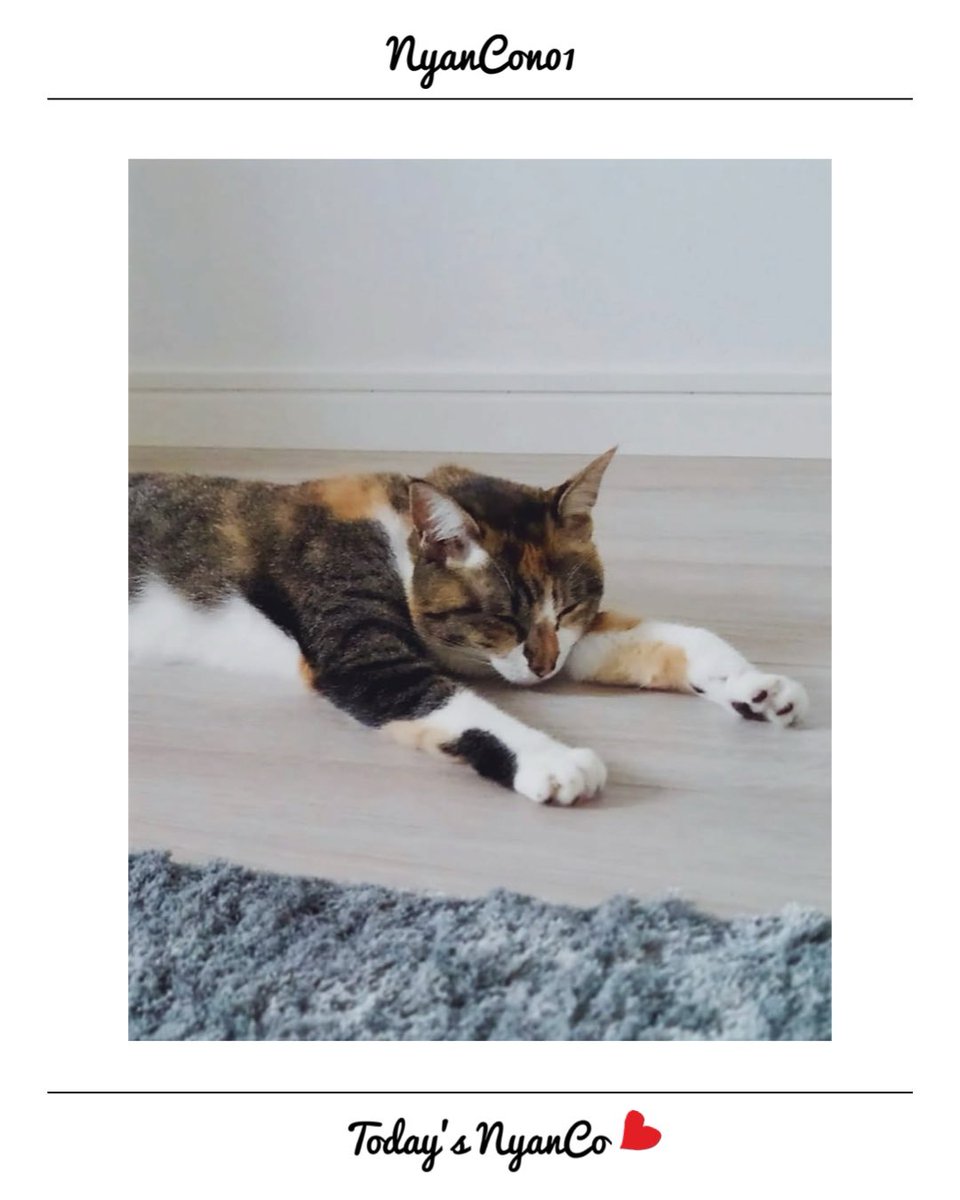 NyanCon01's tweet photo. 今日のニャンコ♡ 

#nyancon01
#cat https://t.co/TE0mZtBzqS
