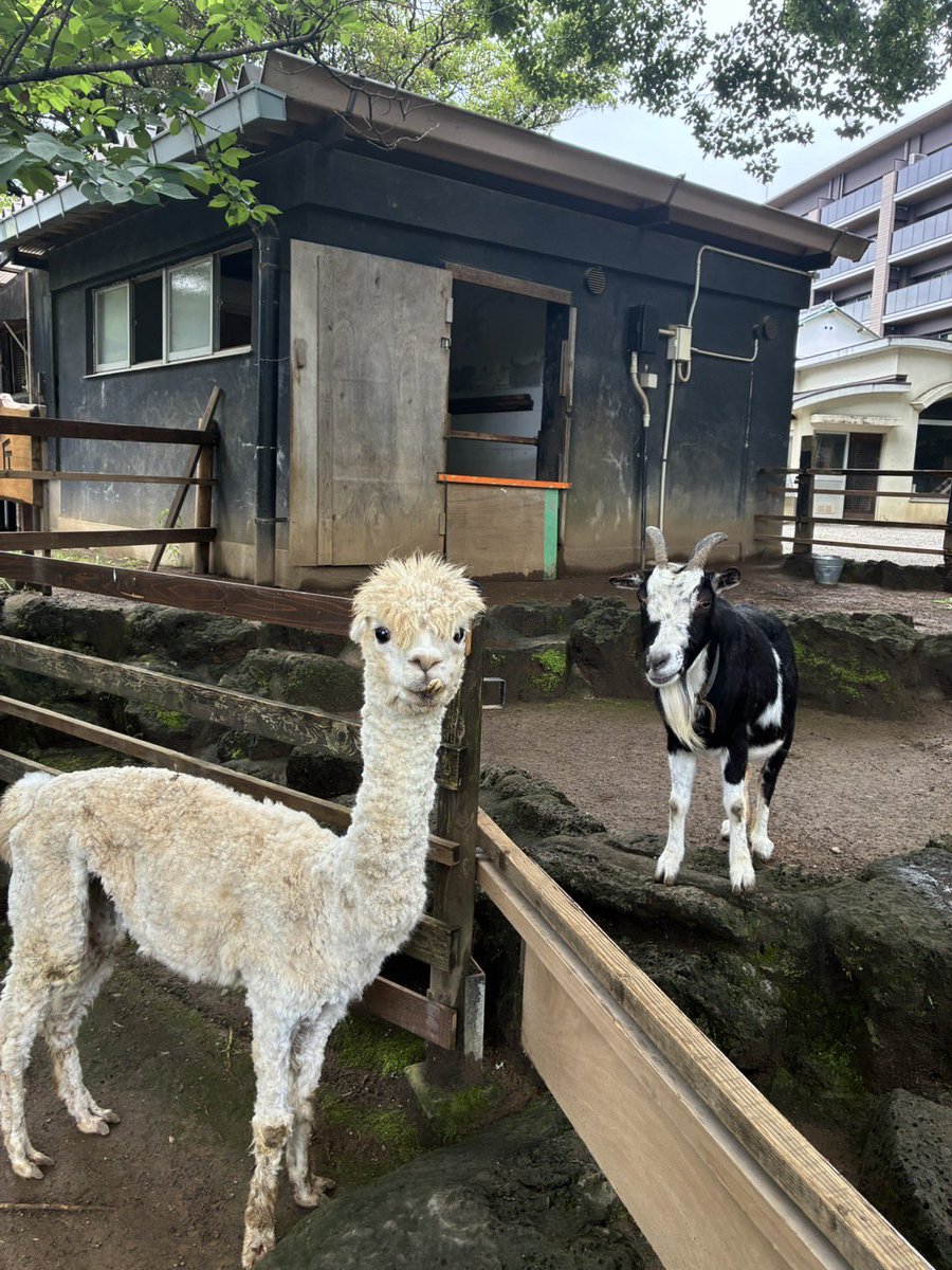 アルパカのアカリちゃん、スッキリしました✨ アルパカの毛は自然には