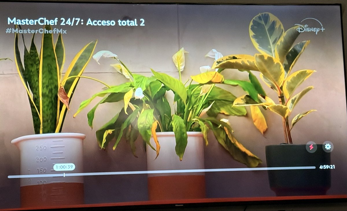 ryckydominguez's tweet photo. De qué sirve contratar @DisneyPlus para ver @MasterChefMx 24/7 acceso total si cuando está bueno el chisme nos ponen plantas… @AtencionProfeco 🤷🏻‍♂️ https://t.co/nMnK7ezBoY
