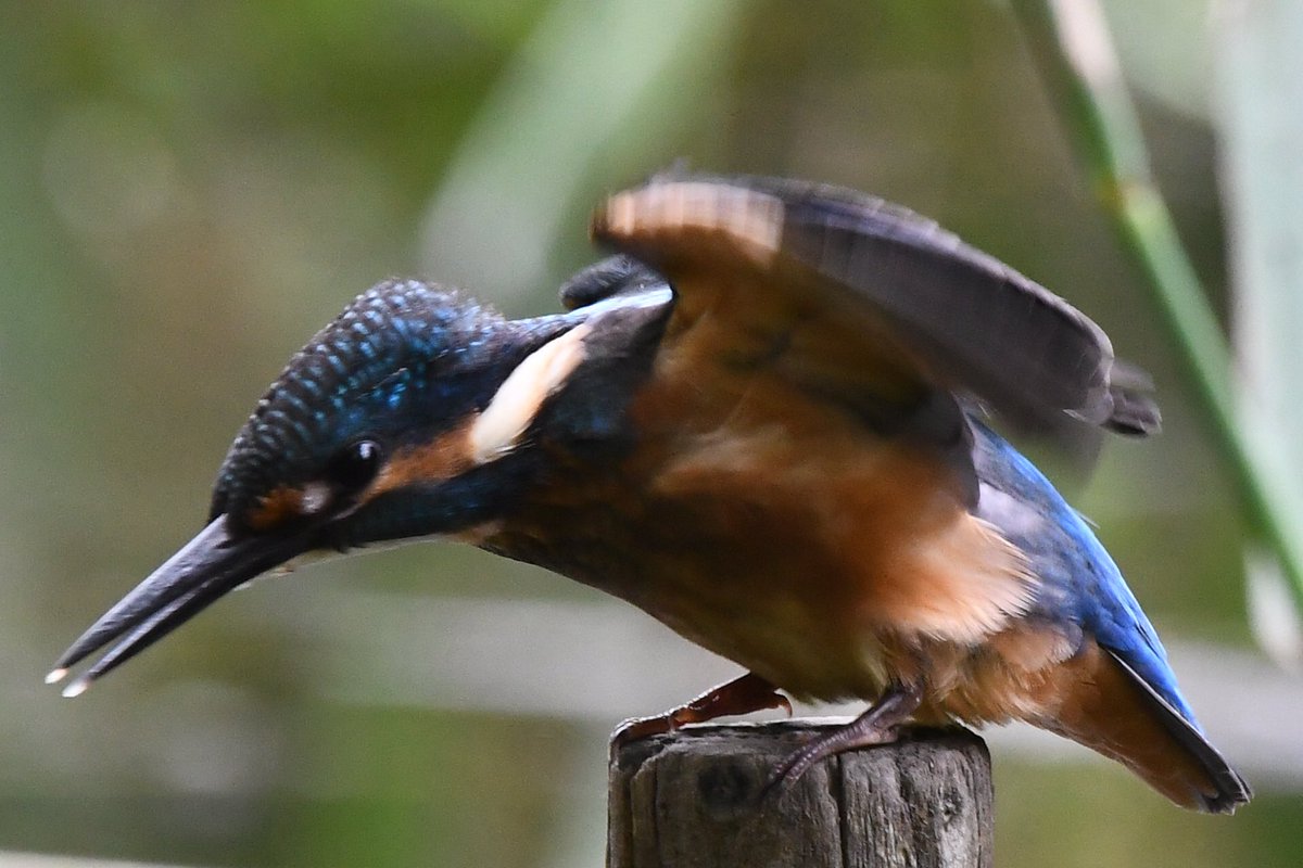NTvamp's tweet photo. カワセミnow‼️
#kingfisher #翡翠 #野鳥 #小鳥 https://t.co/CBnB0zOe42