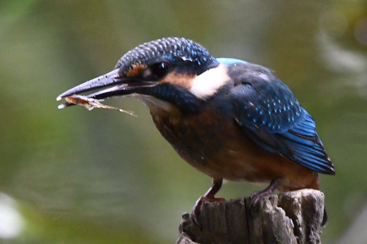 NTvamp's tweet photo. カワセミnow‼️
#kingfisher #翡翠 #野鳥 #小鳥 https://t.co/CBnB0zOe42