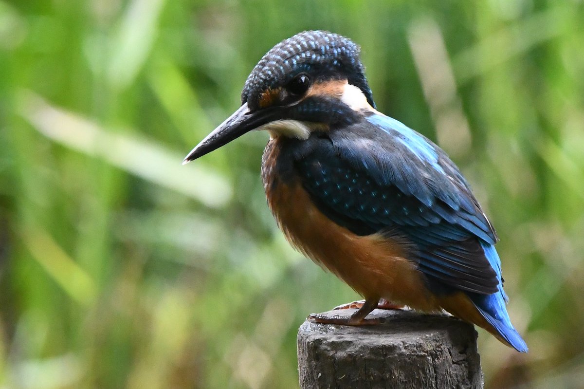 NTvamp's tweet photo. カワセミnow‼️
#kingfisher #翡翠 #野鳥 #小鳥 https://t.co/CBnB0zOe42