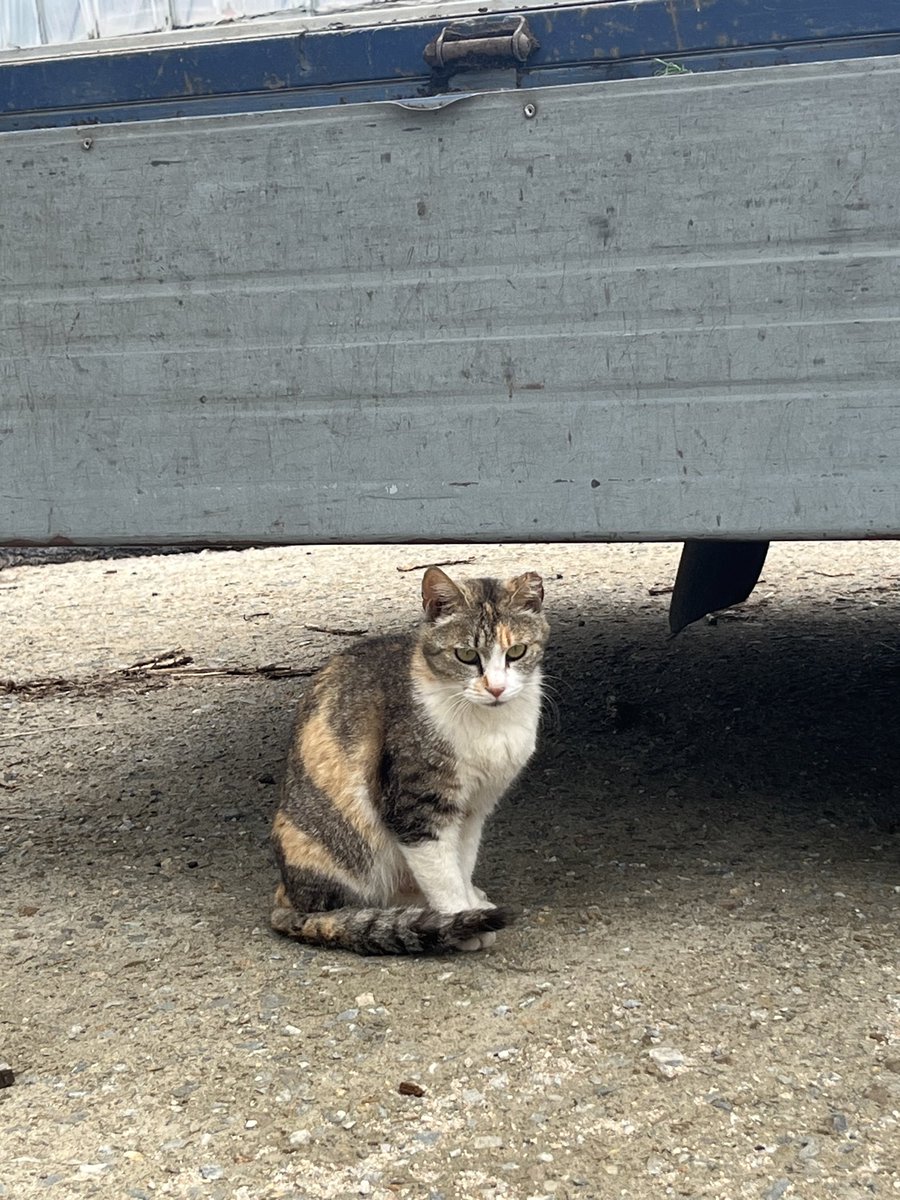 hsn518cat's tweet photo. 급) RT요청 / 경기도 화성 임보처 구합니다

나이 많으신 할머님 밥자리인데 고양이를 싫어해서 쥐약을 놓고 밥을 매일 치운다고 합니다..

심지어 엄마 고양이는 귀가 짤려있지만
출산을 한 것으로 보아 귀컷팅만 하고…
수술은 안 된 것 같습니다…..

엄마 고양이와 아가들은 4마리입니다..
아가들이 너무 말랐고.. 케어가 필요한 상황으로 보이는데, 쉼터는 포화상태라 안타까운 마음에 
글이라도 올려봅니다.. 

1마리라도 임보 가능하신 분 디엠부탁드립니다.