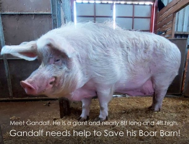 LisaClareRead2's tweet photo. Please can you help @BTWsanctuary buy the barn that has been home to these giant boars for 6 years 🙏
They were rescued from a hell hole slaughterhouse and this barn is their sanctuary. 
Please help save them 🐷 🐷 
 ⬇️ 

https://t.co/B9Sd86tTCB

#WednesdayVibe #GiantBoar #UK https://t.co/rsAfQYeUtz