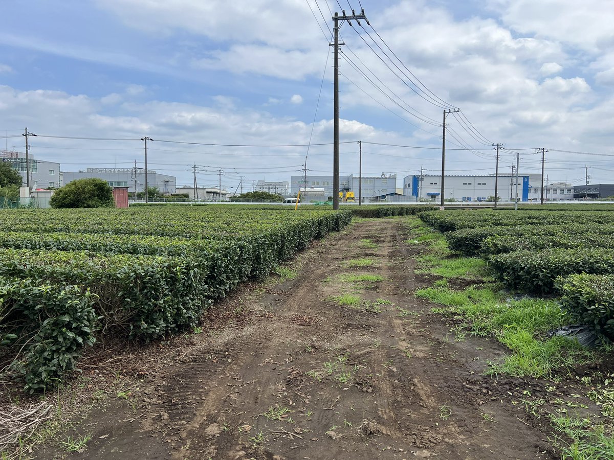 oj_4_real's tweet photo. 帰宅したらお茶を淹れて飲もうと思いました╭( ･ㅂ･)و̑ ｸﾞｯ https://t.co/PDYlRROKc0