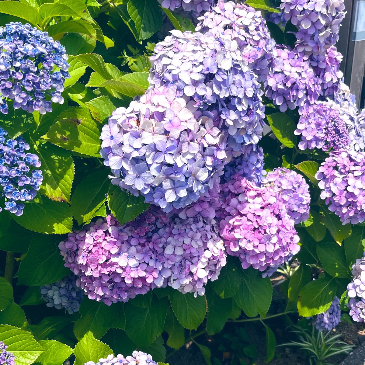 m31chel's tweet photo. 紫陽花がキレイやった☺️☺️
のんびりガーデニングとかして過ごしたいなあ、庭ないけどw https://t.co/gX4WhAIS0G