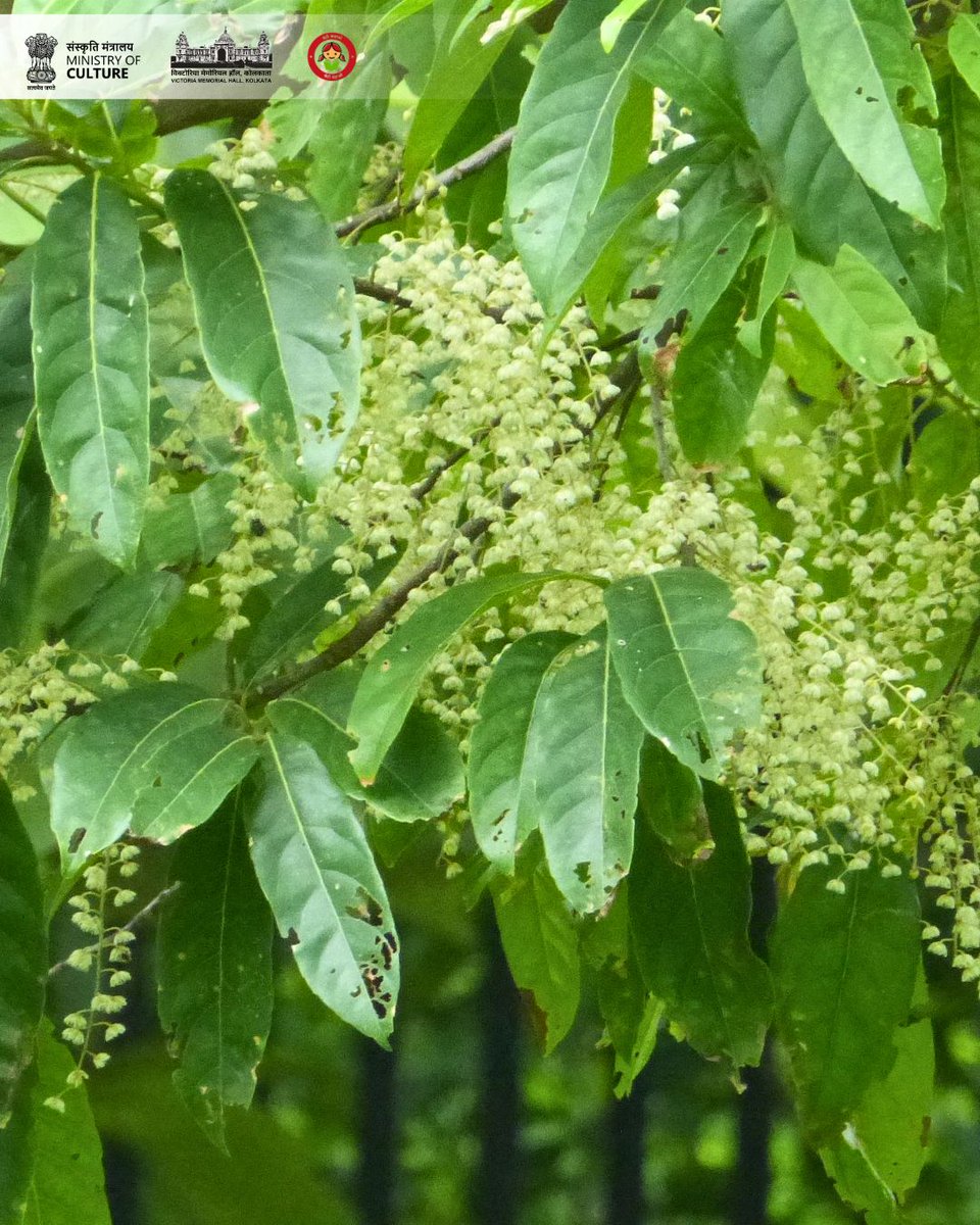 victoriamemkol's tweet photo. #TreeoftheMonth - JULY 2026
Scientific name - Elaeocarpus angustifolius; English - Blue Marble Tree, Bengali - Rudraksha.
The tree can be found in the northeastern corner of the #VictoriaMemorialHall lawn, near the East Gate. It is currently in full bloom. https://t.co/AM5HU0GZ62