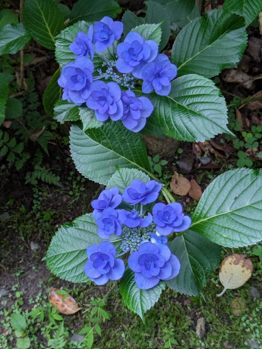tu_rebit's tweet photo. 仙台は東京ほど夏が進んでおらず、まだまだ花が元気。ギボシ、キキョウ、アジサイ、ツツジ。 https://t.co/jygeNHTgvF
