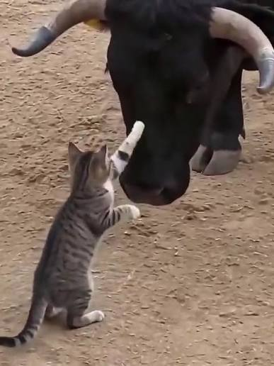 enziodotsol's tweet photo. Imagine all "BULLS" holding for 1-2 weeks to raise their holding time and now selling for a cat. 

solana:9cRCn9rGT8V2imeM2BaKs13yhMEais3ruM3rPvTGpump is too good https://t.co/cXejXS5BgN