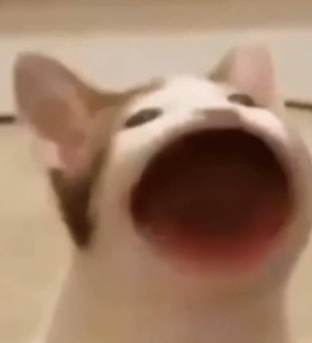 o562yul's tweet photo. blio ini ngucing bgt sampe masuk di semua meme kucing https://t.co/lqgtALXJKE