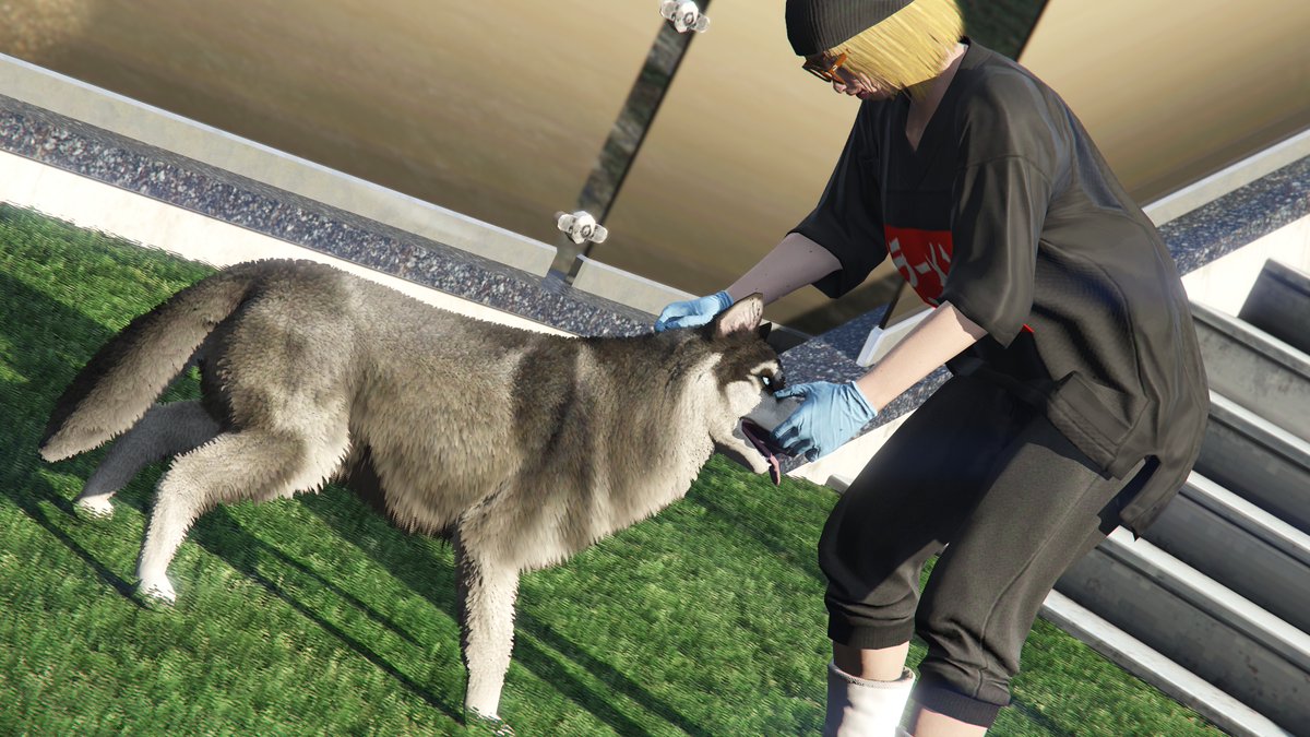usany0n's tweet photo. ペットのシベリアンハスキーには必ずチョビと名前をつける世代

#GTA5 https://t.co/9ij5vxvs8O