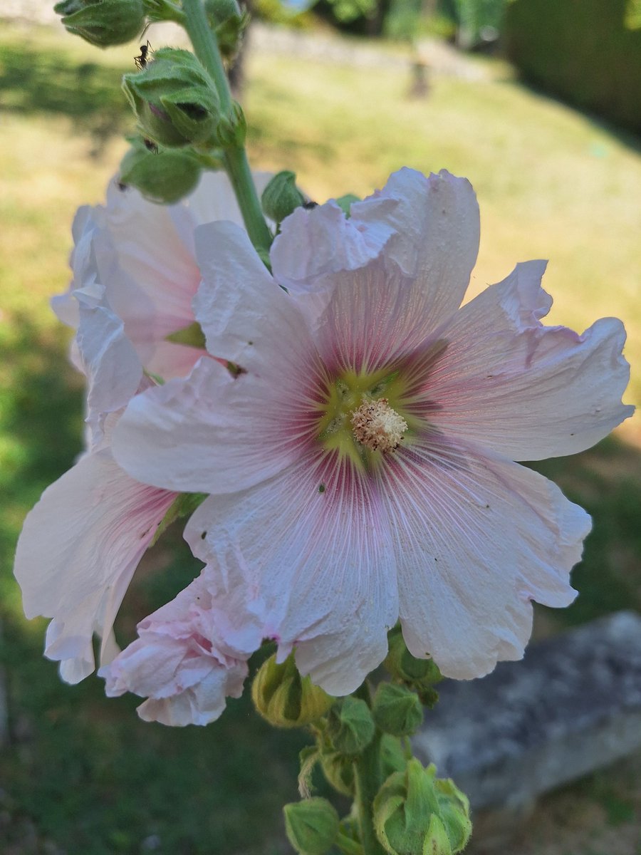 Pourtoi0440's tweet photo. Ça y est, elles sont en fleurs 🌸
#photoperso 📷 https://t.co/2UyGU6nG9a