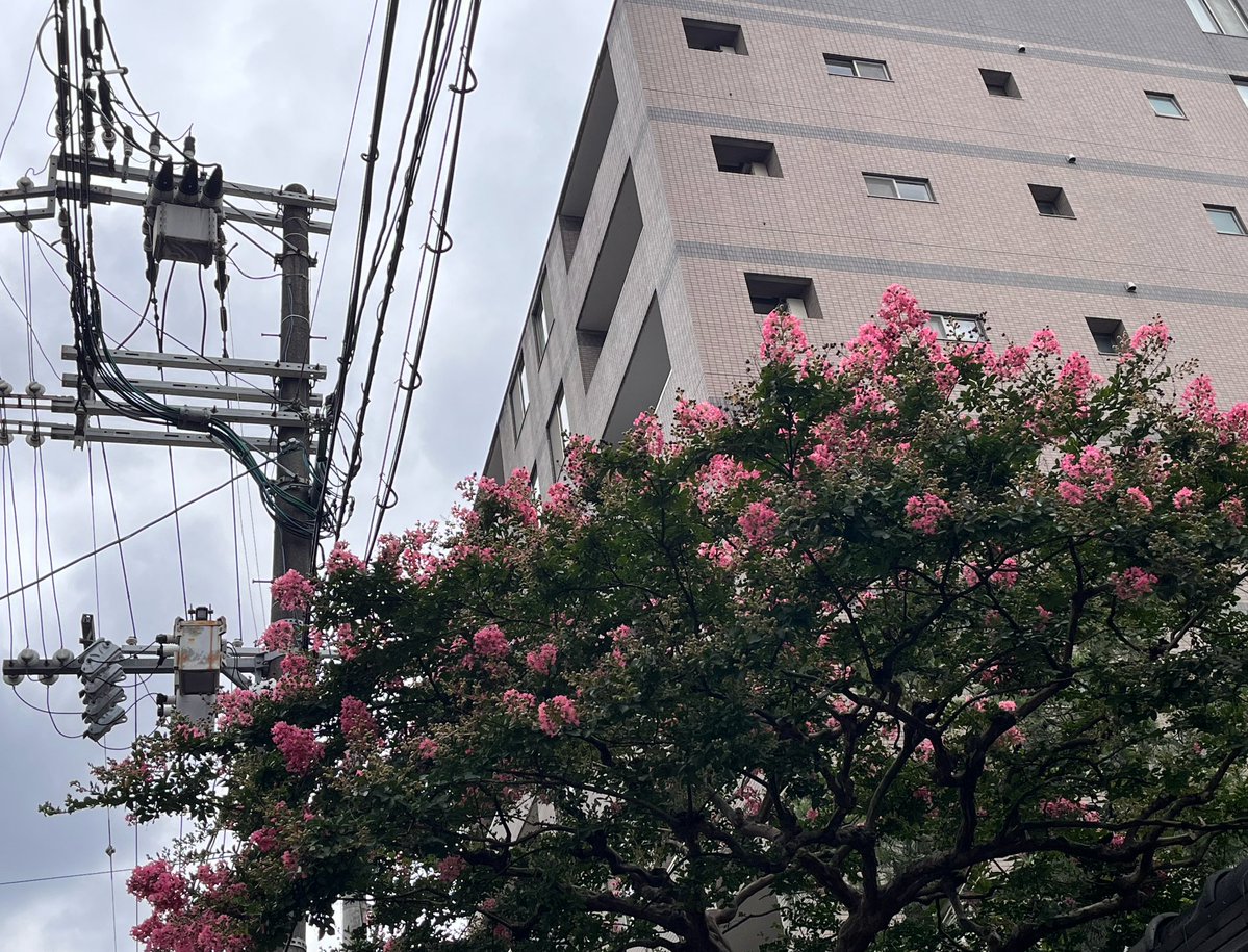 daigomicreating's tweet photo. 懸垂は順手で8,5。逆手で6。
サルスベリもそこらで咲いてる。
ここから約100日、よろしく。 https://t.co/R8eO63yLFc