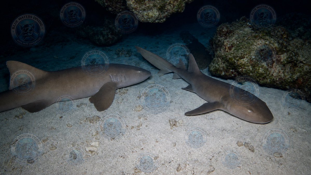 BlueWatersDive's tweet photo. Two nurse sharks settle onto the sand for the night at Davey Crocker Reef, sharing the reef in peaceful silence beneath the stars. Night diving reveals a side of the ocean few ever witness.

Image enhanced and edited using AI. 
#ScubaDiving #FloridaKeys #NightDive #NurseShark https://t.co/rvwFoMk21h