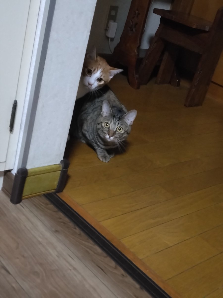 SORA_726's tweet photo. 2026年 7月3日～6日 北海道

#猫のいる暮らし

｢まだ いたの❓｣ https://t.co/oZ6qw5Kgoq