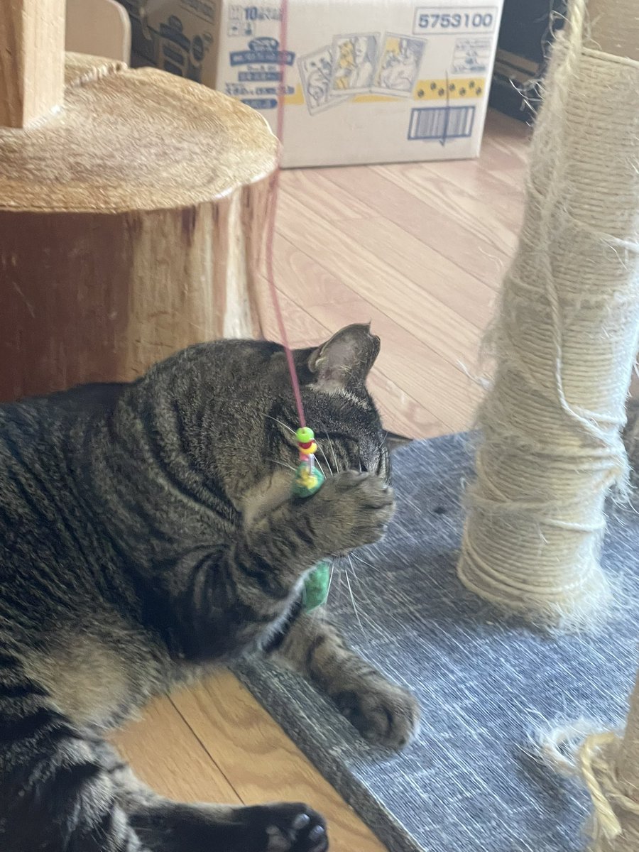 cat_nekojarashi's tweet photo. びすけっともトライアル決定しました！🐾
閉店後しばらくしてからスタートする予定なのでお店には最終日まで居ます🐈‍⬛
最近は取り巻きの子守りから解放されたからか、遊びに目覚めておもちゃやトンネルではしゃぐようになりました☺️
がんばれ〜！ https://t.co/2CmNwlUXKE