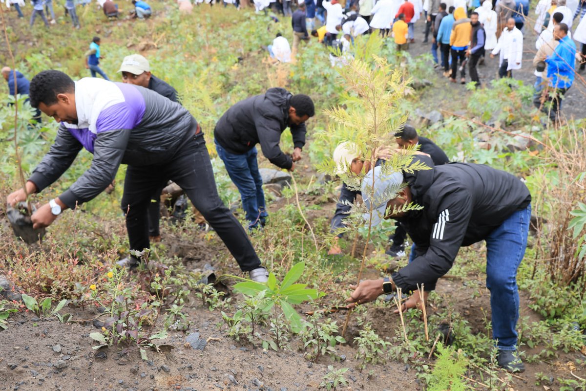 aacaebc's tweet photo. የአዲስ አበባ ከተማ አስተዳደር የትምህርት ማህበረሰብ የአረንጋዴ አሻራ ተከላ ማስጀመሪያ መርሀ ግብር ተካሄደ፡፡

ለተጨማሪ የመረጃ አማራጮች ማሰፈንጠሪያውን ይጫኑ!
https://t.co/3Kmuf8QQuG https://t.co/XKLkuLO2pq