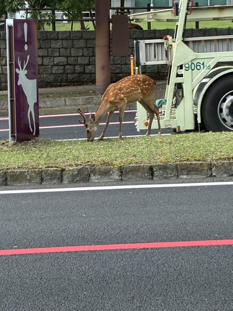aiant65's tweet photo. しかのこのこ https://t.co/nKrM28bEam