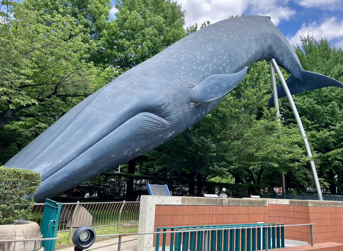CraftuserNanana's tweet photo. 久々に上野に行ったんですが、すっごい変わってません？ 公園口ってあんなでしたっけ？ 最後に上野行ったの何年前？ もはや科博のクジラがこのポーズだったかどうかの記憶もあやしい。アメ横もどーなっちゃったんだコレ…という感じで、お土産買わずに帰ってきましたよもう。 https://t.co/asMolJbbaD