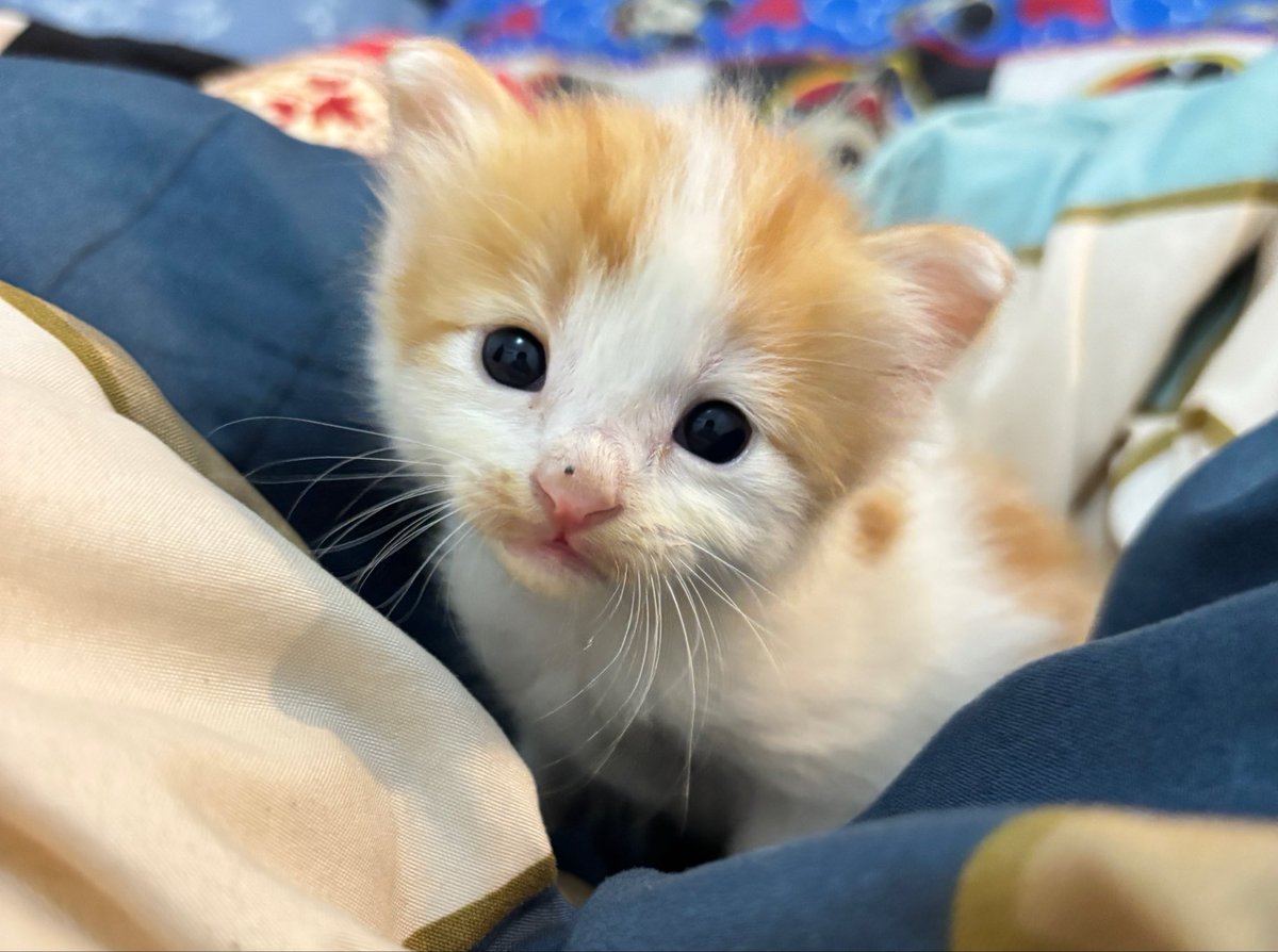 yeaxxjin's tweet photo. allooo onti angkel~
namaku Pilus, umurku baru 3 minggu hehe💞😽🍼🐈 https://t.co/SYWKOL35dM
