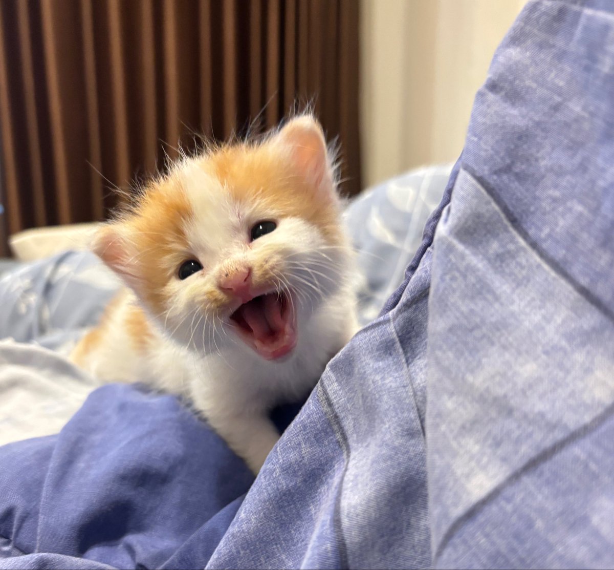 yeaxxjin's tweet photo. allooo onti angkel~
namaku Pilus, umurku baru 3 minggu hehe💞😽🍼🐈 https://t.co/SYWKOL35dM