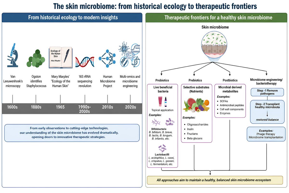 Microbiome2027's tweet photo. 🦠 The Skin Microbiome: From History to Therapeutic Frontiers
From early microscopy to AI-driven microbiome engineering, skin microbiome research is transforming the future of dermatology. 

📝: https://t.co/D1Usb0bU2m

#SkinMicrobiome #Microbiome #Dermatology #MicrobiomeResearch https://t.co/eXEPNc3pGC