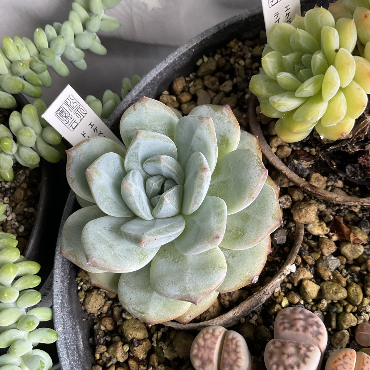 多肉植物 #お肉植物 #リトープス #エケベリア #新玉綴り #セダム 本日