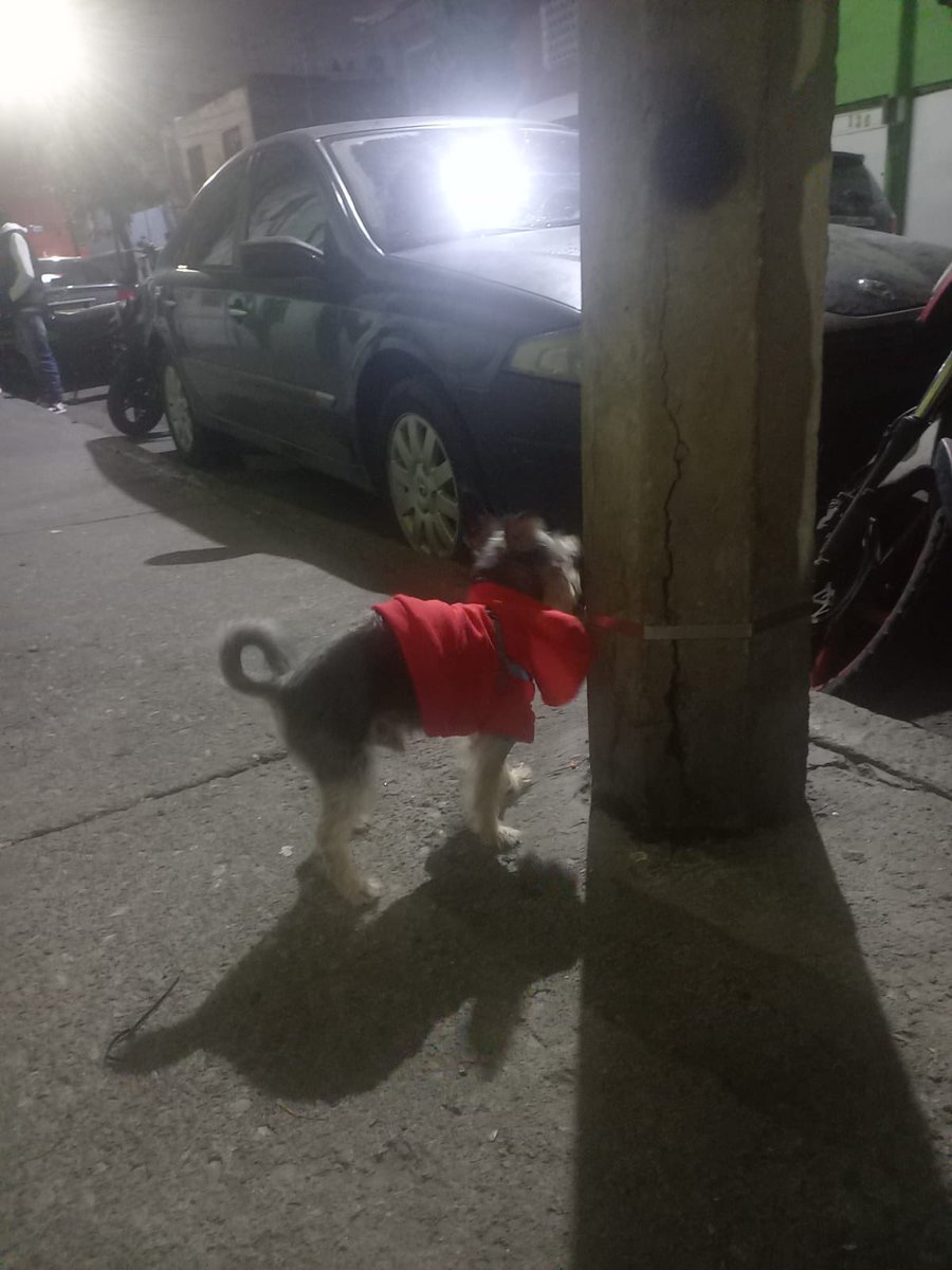 Mesthern's tweet photo. Hace una hora me encontré a este pequeño justo en la entrada de mi casa, nadie lo reconoció, estuve esperando a ver si alguien lo buscaba, lo dejé caminar un poco a ver si iba a algún lugar pero anda muy desorientado. Lo tendré en resguardo esperando aparezca su dueño. https://t.co/kC73lguDun