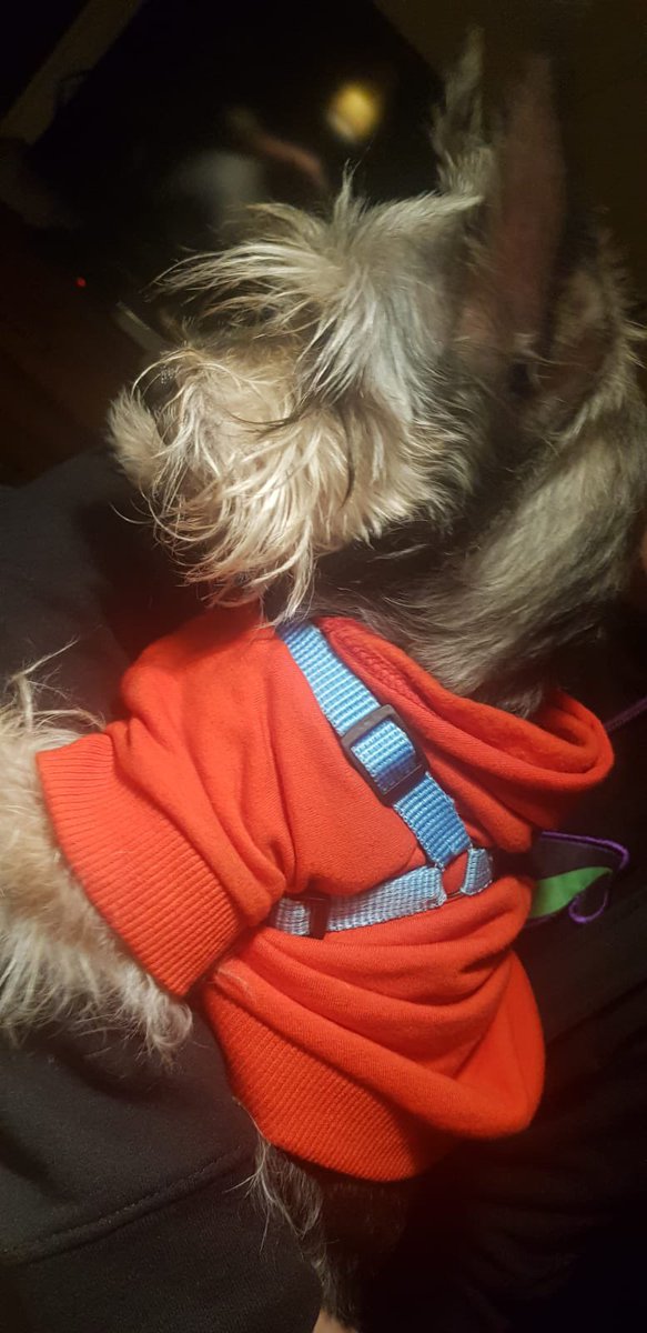 Mesthern's tweet photo. Hace una hora me encontré a este pequeño justo en la entrada de mi casa, nadie lo reconoció, estuve esperando a ver si alguien lo buscaba, lo dejé caminar un poco a ver si iba a algún lugar pero anda muy desorientado. Lo tendré en resguardo esperando aparezca su dueño. https://t.co/kC73lguDun
