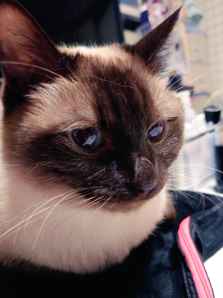 masoko_MM's tweet photo. うそ、うちの猫、可愛すぎ……？
って毎日なってる。おそろしい。 https://t.co/cTPNgaVhvn