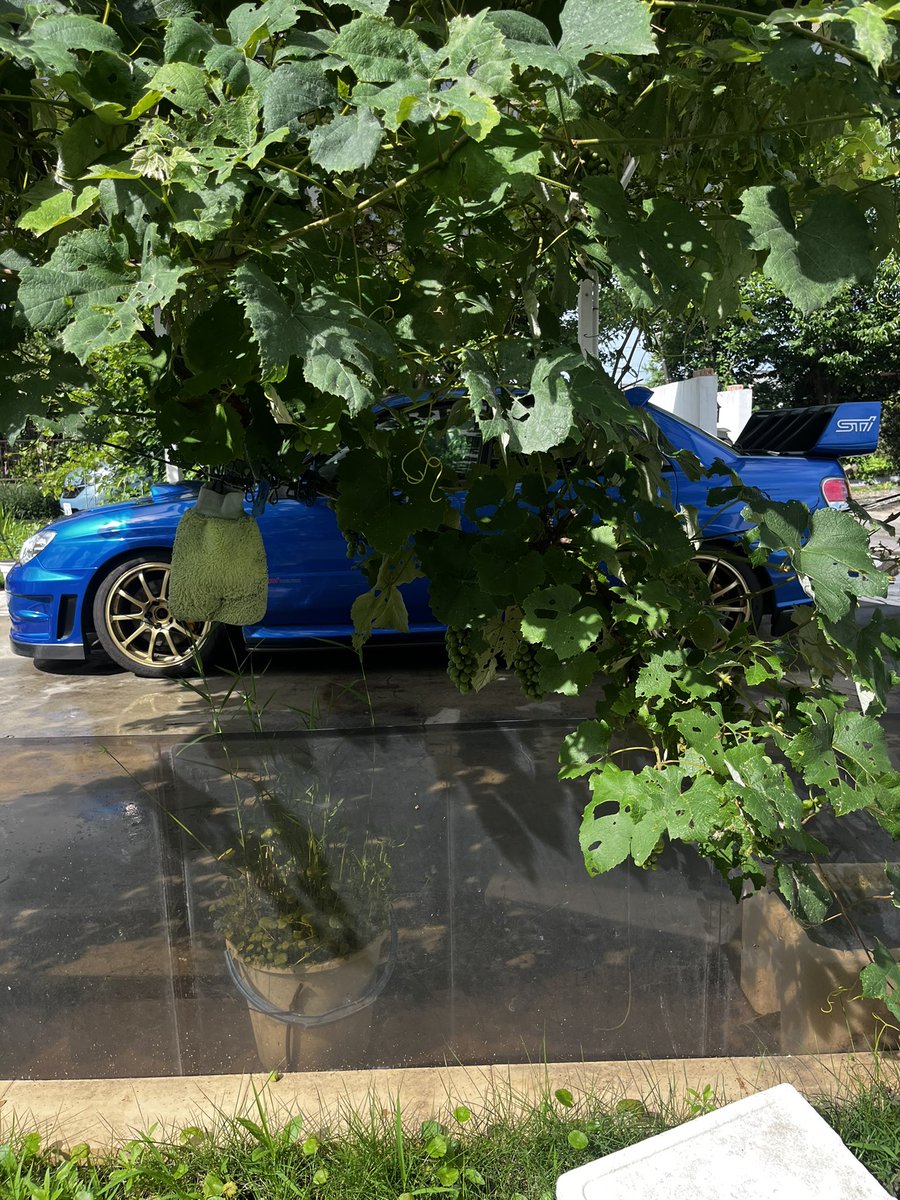 Shokunprivate's tweet photo. 洗車した
葡萄が邪魔で上手く撮れない https://t.co/3jGg5Ic0UO