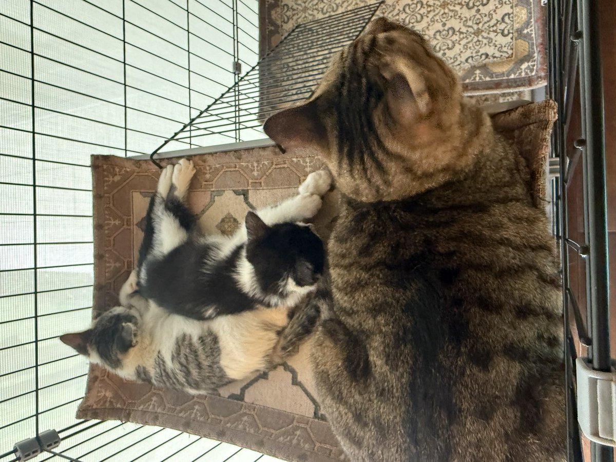 1nosukeKyotaro's tweet photo. 一緒に遊びたいけど寝ているので、起きるのを横で静かに待っている先輩猫。

#保護猫
#猫のいる暮らし https://t.co/0YlkGU4kOT