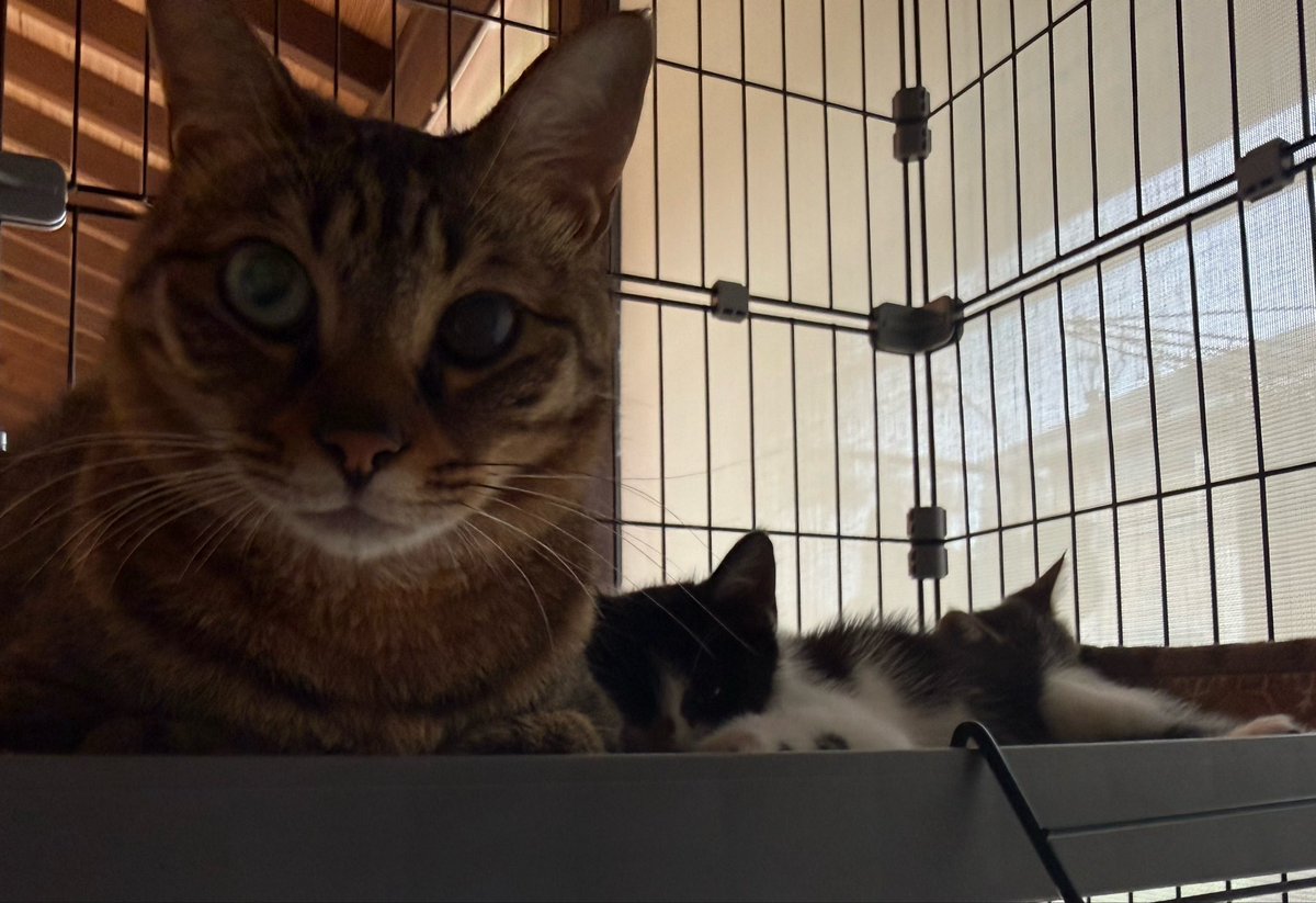 1nosukeKyotaro's tweet photo. 一緒に遊びたいけど寝ているので、起きるのを横で静かに待っている先輩猫。

#保護猫
#猫のいる暮らし https://t.co/0YlkGU4kOT