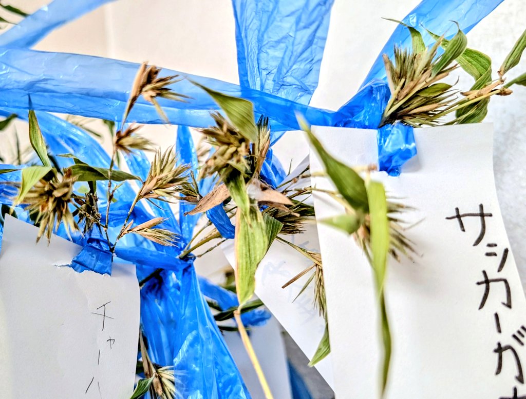 Jubickey's tweet photo. 60年から120年に一度しか咲かないと言われている「笹の花(実)」✨🎋
実物見たのは初めて！！とても貴重でラッキーな物らしいので 共有📸
花言葉は
【幸福】【不変】【節操】【長寿】
だそうです😊✨ https://t.co/gzjAPi0CTz